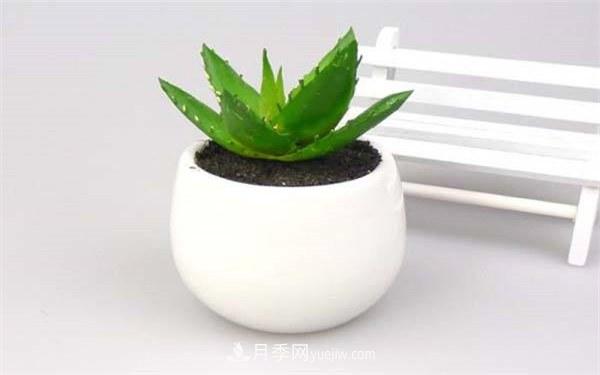 室内十大净化空气植物，谁吸收有害气体最有效？(图2)