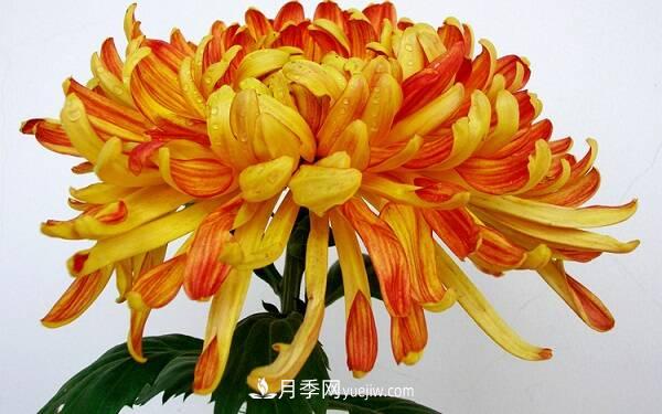菊花种类大全，菊花有多少个品种(图1)