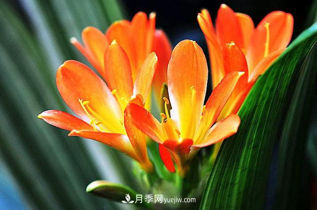 11种友谊之花，最能代表友情的花卉(图1)