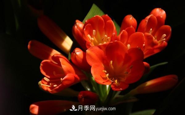 常见的草本植物有哪些？(图5)