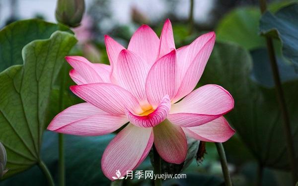 常见的草本植物有哪些？(图4)