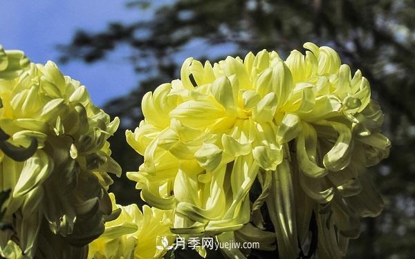 常见的草本植物有哪些？(图3)