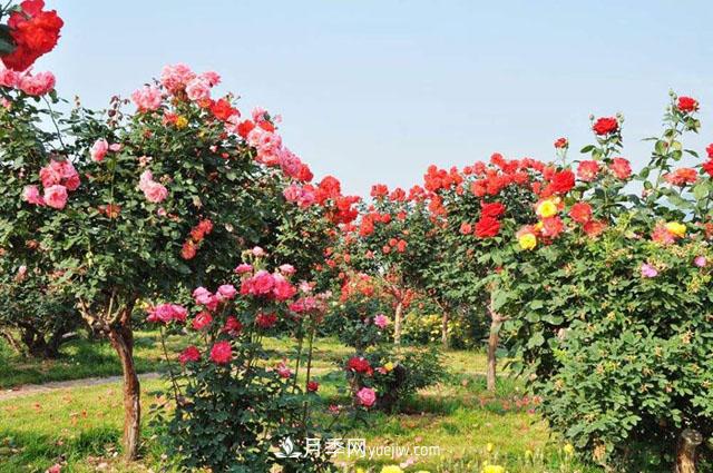 月季适宜什么样的土壤环境？(图1)