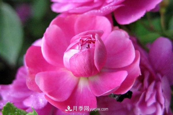 花期最长最好养的微型月季品种有哪些(图1)