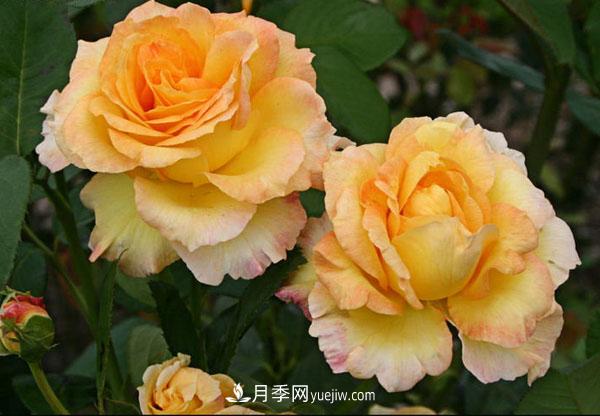 大花月季的小知识和代表品种(图2)