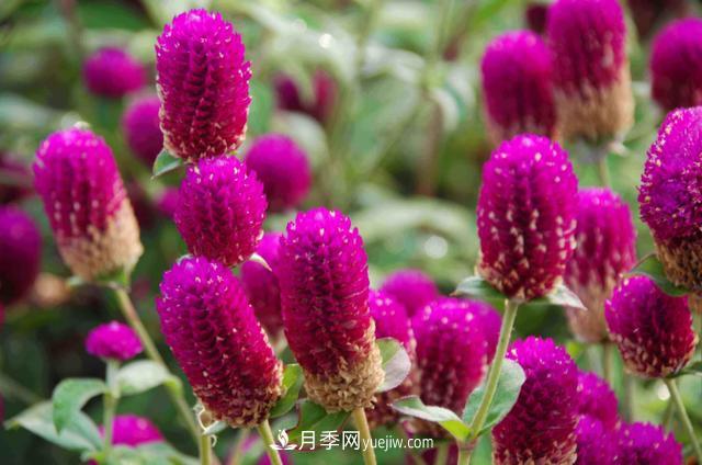 为啥这些花能脱颖而出，成为国庆花坛里的主流(图1)