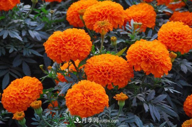 为啥这些花能脱颖而出，成为国庆花坛里的主流(图2)