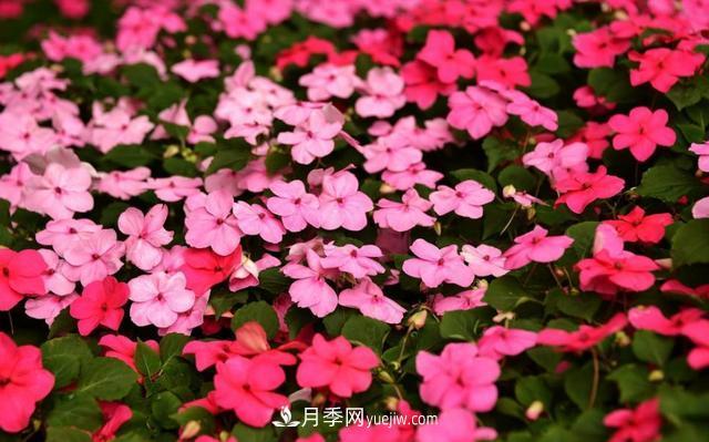 为啥这些花能脱颖而出，成为国庆花坛里的主流(图8)