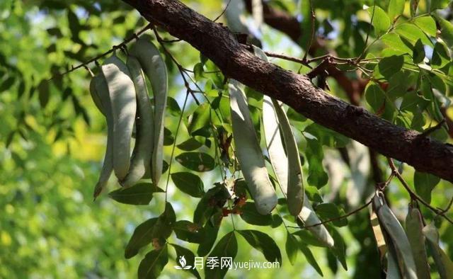 全身都是宝的南阳皂角树，如今是优良乡土树种(图1)