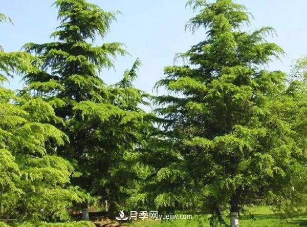 雪松价格 南阳雪松价格多少钱一棵?雪松基地报价行情(图1)