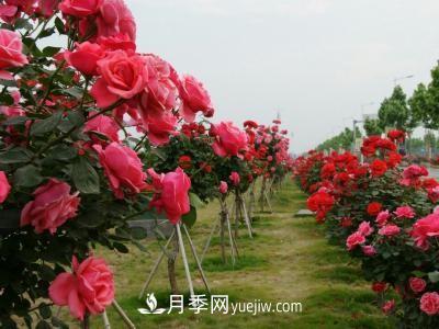 常规的月季树多少钱一棵？(图2)