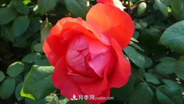 怎么让高的月季长成矮的月季呢？(图3)