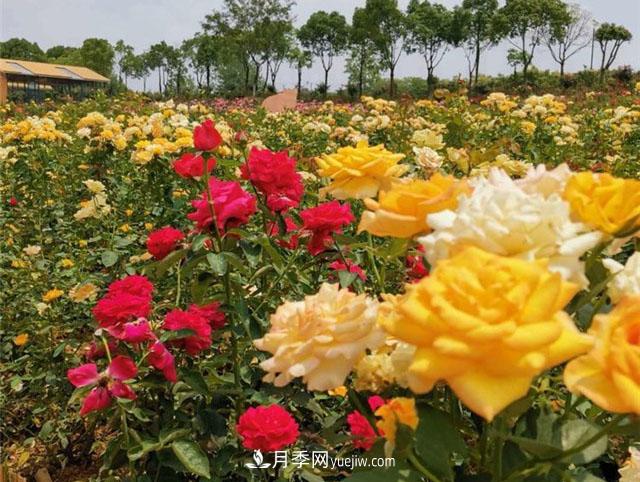 月季园：南京汤山游芳月季园(图3)