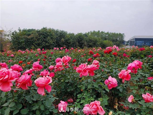 月季园：南京汤山游芳月季园(图1)