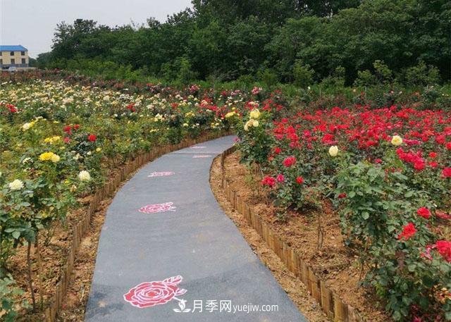 月季园：南京汤山游芳月季园(图4)