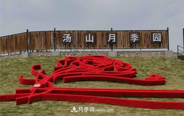 月季园：南京汤山游芳月季园(图2)