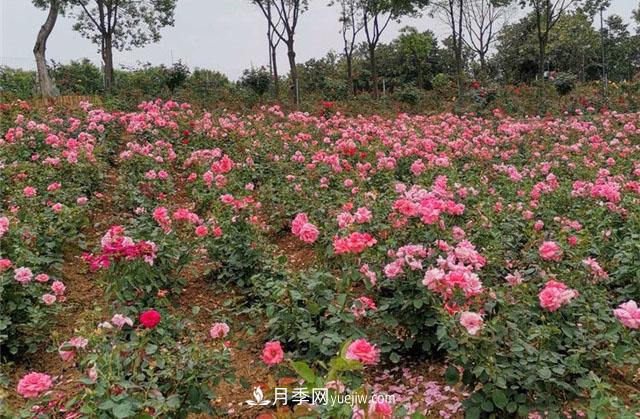 月季园：南京汤山游芳月季园(图5)