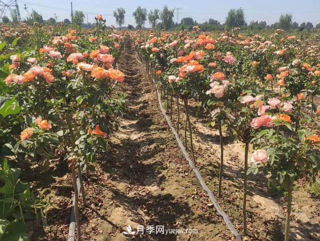 四川棒棒糖树状月季嫁接方法(图2)