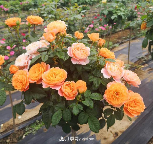 四川棒棒糖月季，重庆棒棒糖月季批发(图1)