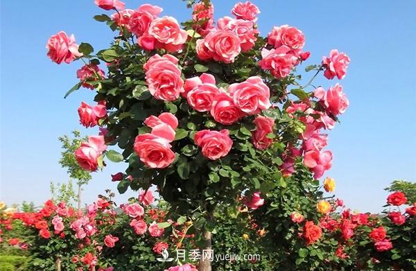 山东大花树状月季(图1)