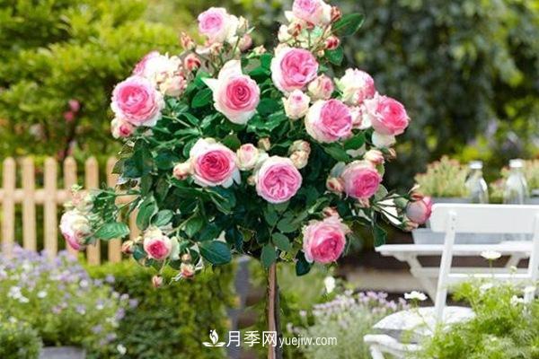 最美藤本月季品种龙沙宝石，打造景区花墙(图1)