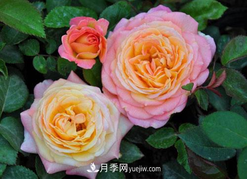 大花月季的施肥管理要点是什么？(图1)