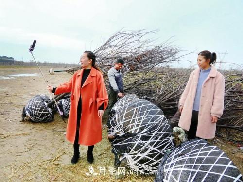 山东苗木业户的生意经：用抖音带动销售 最大一笔成交6000万元(图1)