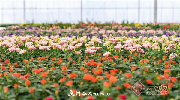全国优势特色产业推进会，昆明晋宁月季花卉产业获点赞(图3)