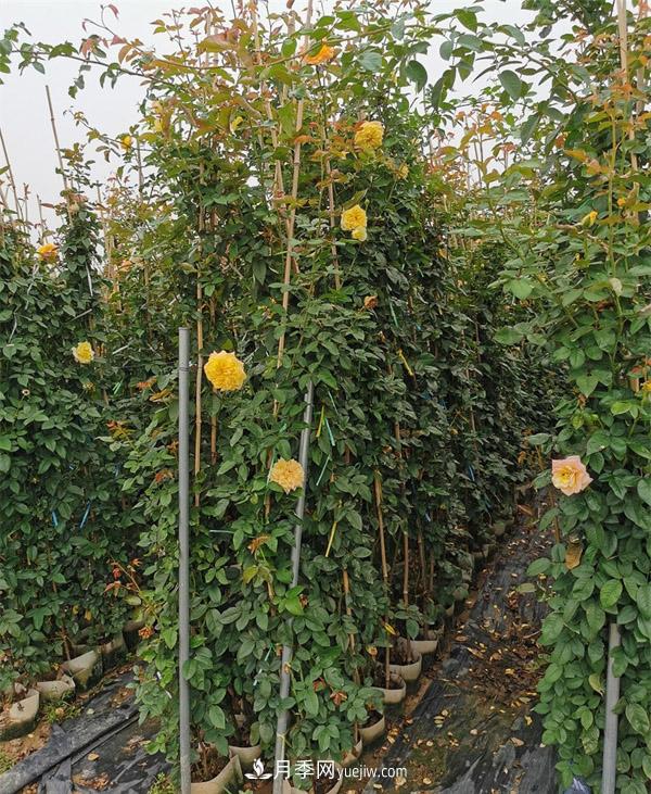 2米高度的藤本月季价格(图2)