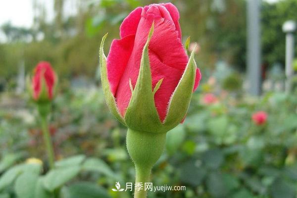 玫瑰花种植技术（含盆栽养殖方法及注意事项）(图5)