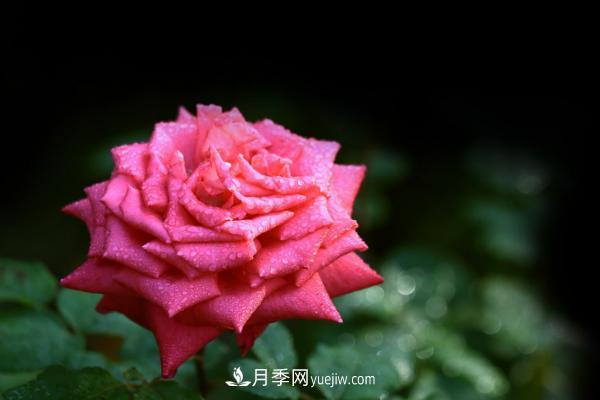 月季一年开几次花 月季种子怎么种(图5)