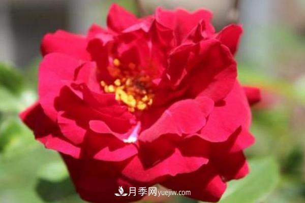 月季一年开几次花 月季种子怎么种(图2)