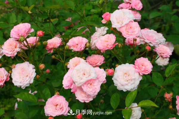 微型月季什么品种最好？微型月季怎么修剪枝叶？(图1)