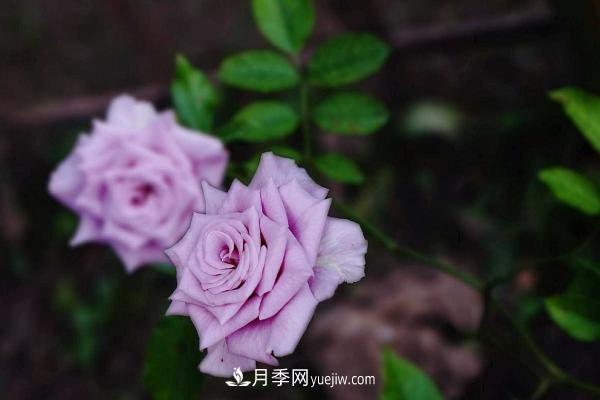 微型月季什么品种最好？微型月季怎么修剪枝叶？(图7)