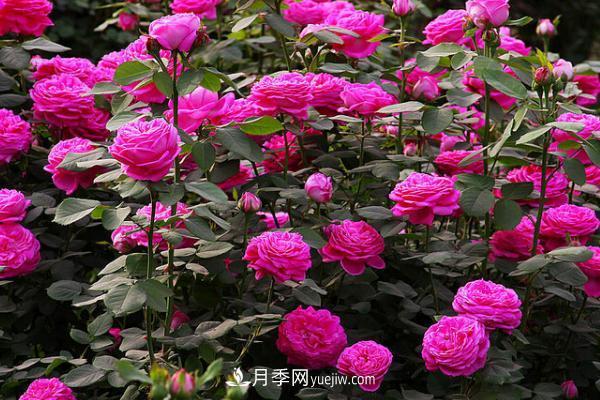 微型月季什么品种最好？微型月季怎么修剪枝叶？(图12)