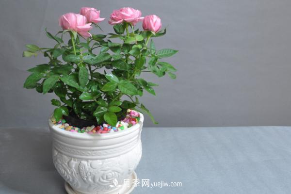 微型月季什么品种最好？微型月季怎么修剪枝叶？(图11)