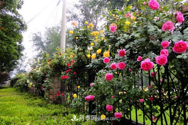 家庭阳台怎么养藤本月季？盆栽藤本月季怎么浇水？(图1)