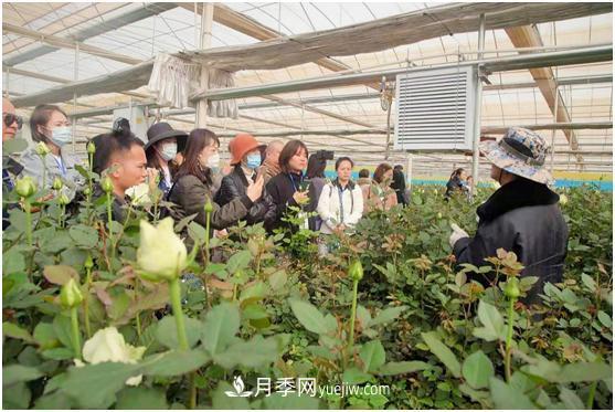 云南打造特色产业集群 开启花卉世界合作之窗(图8)