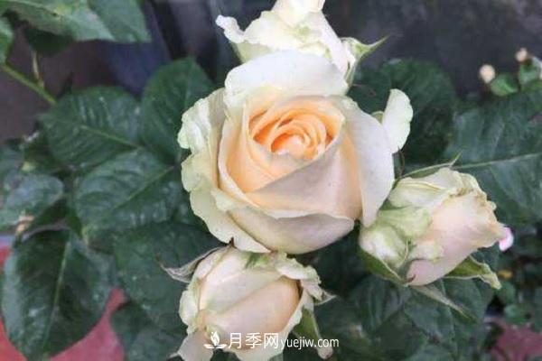 蜜桃雪山月季优缺点有哪些？新手可以养吗？(图2)