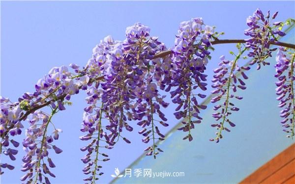 爬藤最快的花卉有哪些 爬藤月季简单好养长的快(图2)