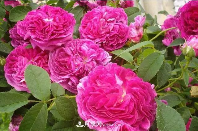 藤月如何选？这些经典品种随便种一棵，都能美爆你的花园(图7)