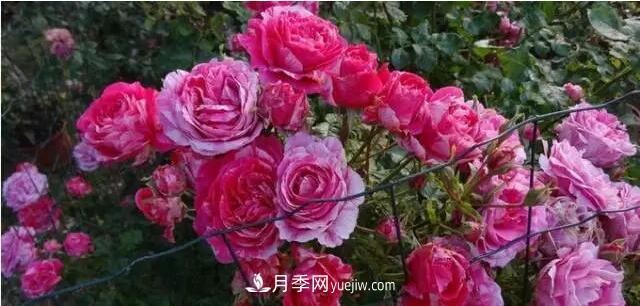 藤月如何选？这些经典品种随便种一棵，都能美爆你的花园(图6)