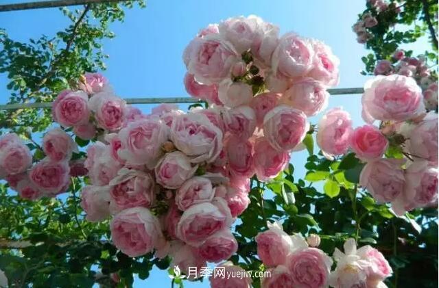 藤月如何选？这些经典品种随便种一棵，都能美爆你的花园(图10)