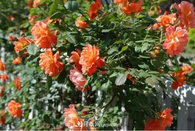 藤月如何选？这些经典品种随便种一棵，都能美爆你的花园(图14)