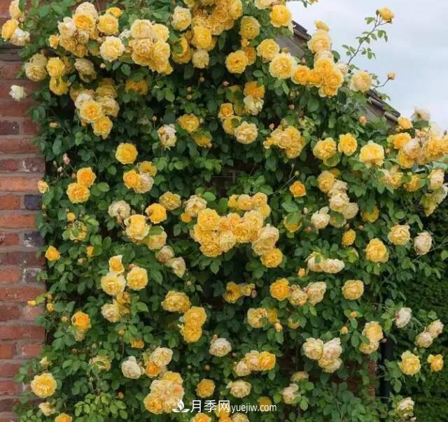 藤月如何选？这些经典品种随便种一棵，都能美爆你的花园(图16)