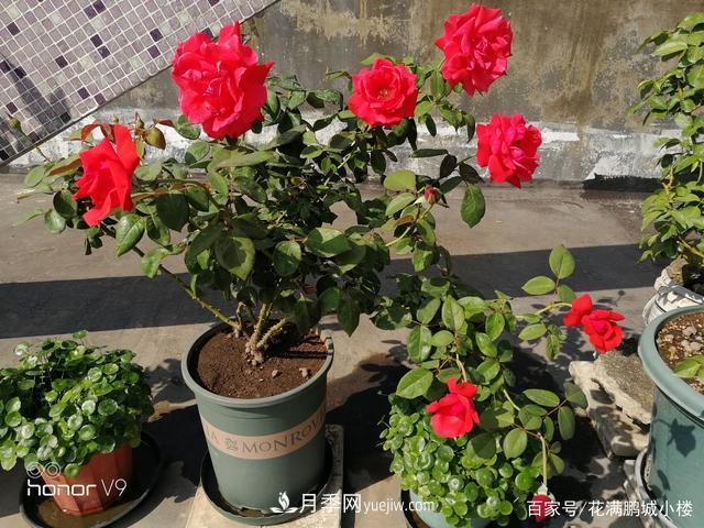 月季入门推荐级2个红色大花月季品种(图2)