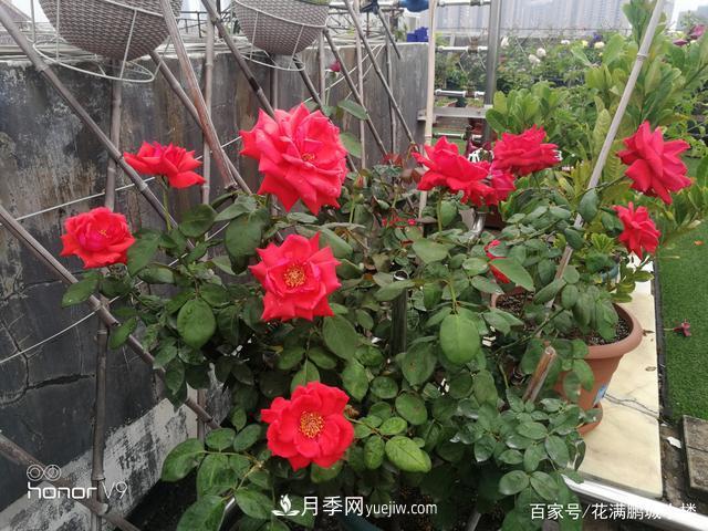 月季入门推荐级2个红色大花月季品种(图1)