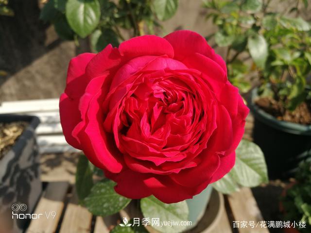 月季入门推荐级2个红色大花月季品种(图4)