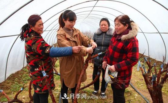 南阳卧龙区：科技助力月季产业“百花争艳”(图1)