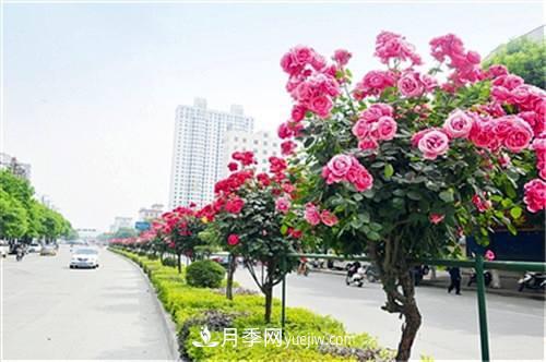 南阳卧龙区：科技助力月季产业“百花争艳”(图2)